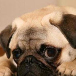 Meet your Posher, Rhonda